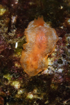 Orange dorid