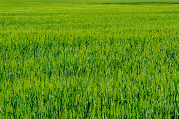 green grass foliage pattern in summer bright sunlight