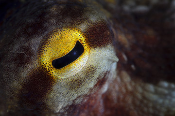 Eye common octopus