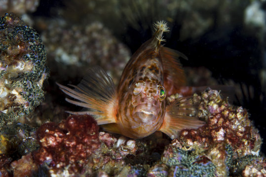 Yellow hawkfish