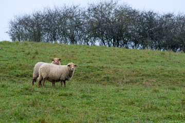 Zwei Schafe auf herbstlicher Wiese
