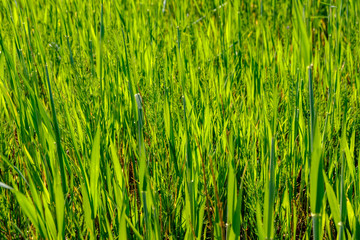 green grass foliage pattern in summer bright sunlight