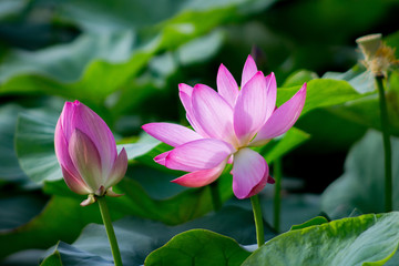 Fresh pink lotus flower on the lake.