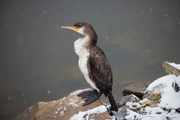 A young lone cormorant bird, sits on the coast.