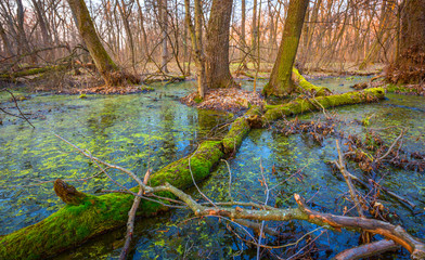green moss on old woods in Swamp
