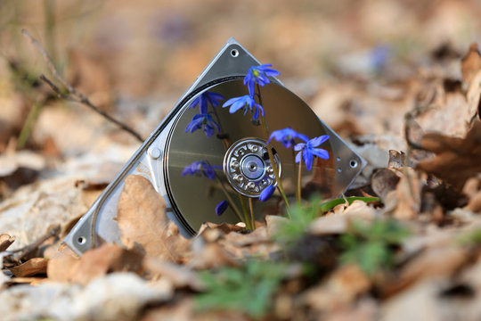 broken computer hard disk in forest