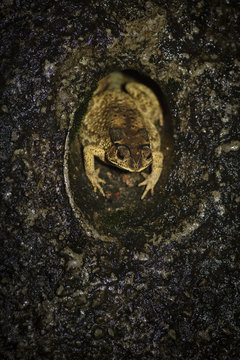 Asian common toad