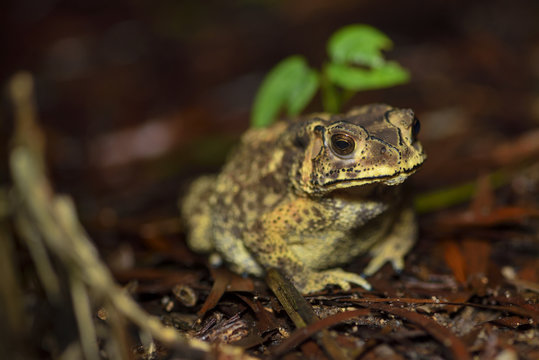 Asian common toad