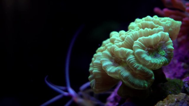 Beautiful coral reef. Underwater life in the ocean. 