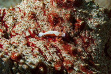 Commensal Shrimp Zenopontonia rex