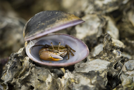 Fiddler crab