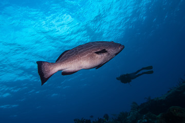 Fototapeta premium Black Grouper Mycteroperca benaci