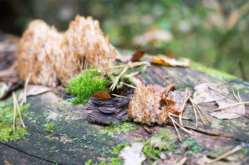 mushrooms in a forest