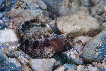 Blenny Parablennius tentacularis