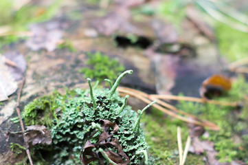 moss in a forest