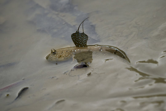 Bluespotted mudskipper