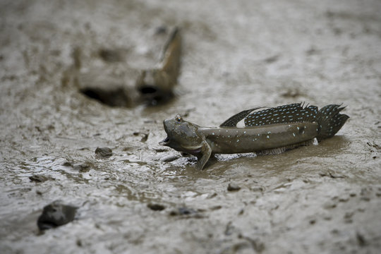 Bluespotted mudskipper