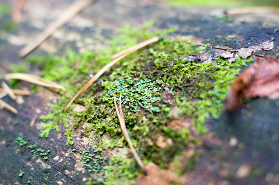 moss in a forest