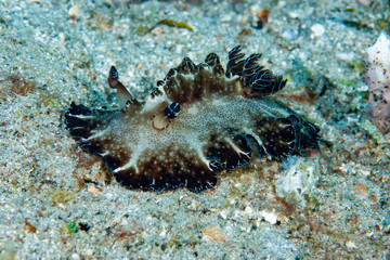 Discodoris boholiensis Nudibranch