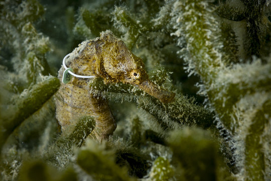 Tagged Yellow seahorse