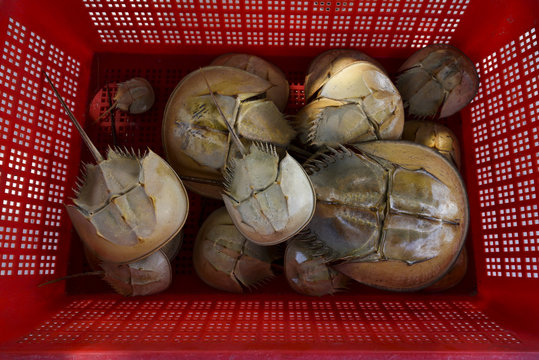 Old shells chinese horseshoe crab
