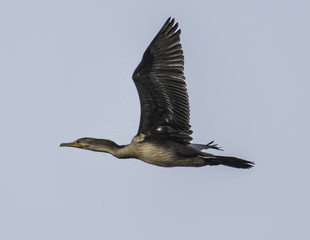 Cormorant, Phalacrocorax auritus