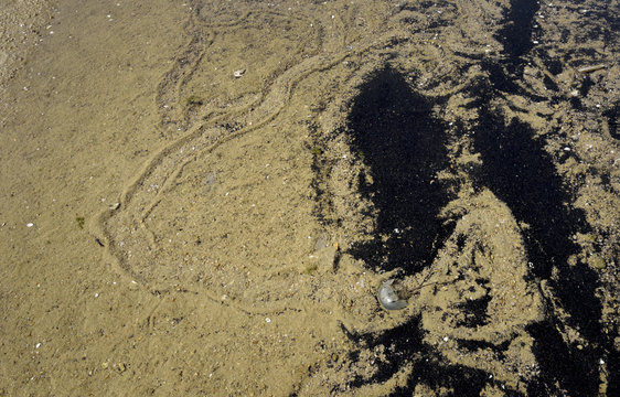 Chinese horseshoe crab trails