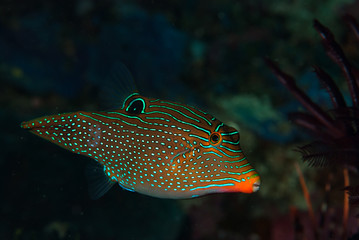 False-Eye Pufferfish Canthigaster papua