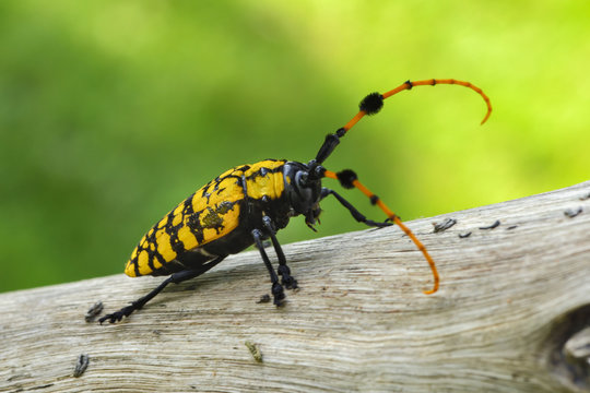  large long horned beetle