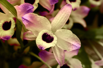 Fototapeta na wymiar Clear Orchid