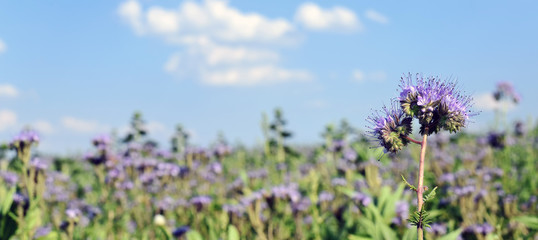 Phacelia Feld Panorama © frangipani.s