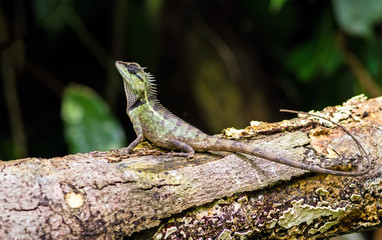 Oriental Garden Lizard on branch