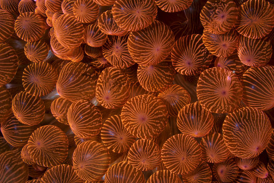 Bubble tip anemone