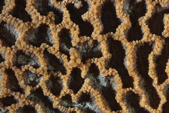 Stony coral china