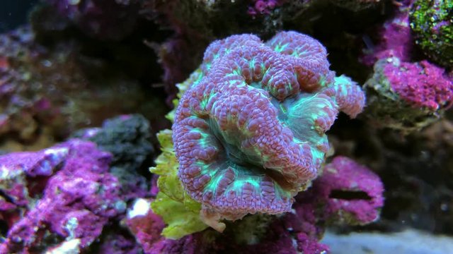 Beautiful coral reef. Underwater life in the ocean. 