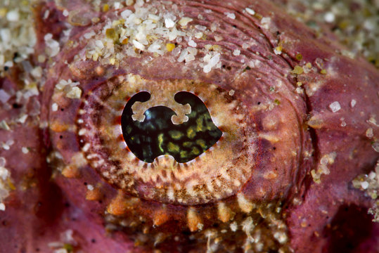 Devil scorpionfish eye