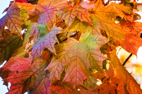 Seasons. Paints of Fall.