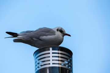Seagull on lamp