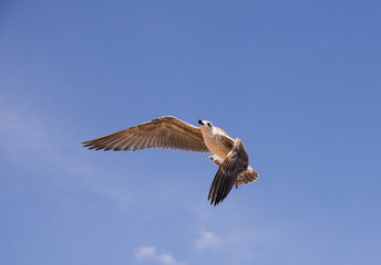 bird, sky, gull, flight, fly, blue, nature, wings, gulls, animals, sea, birds, white, freedom, wing, wildlife, wild, feather, ocean, beak