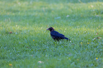 Crow on field