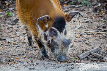 Suides Stock Photos And Royalty Free Images Vectors And Illustrations Adobe Stock