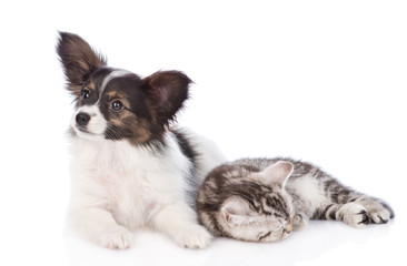 Obraz premium Cute papillon puppy and sleeping scottish tabby kitten. isolated on white background