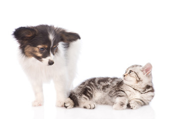 puppy and kitten look at each other. isolated on white background