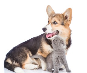 tender tiny kitten caresses about corgi puppy. isolated on white background