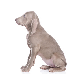 Weimaranerpuppy lying in front view. isolated on white background