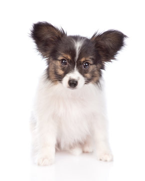 Papillon Puppy Images Browse 11 098 Stock Photos Vectors And Video Adobe Stock Papillon Puppy Images Browse 11 098 Stock Photos Vectors And Video Adobe Stock