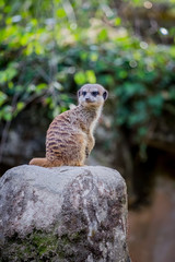 Fototapeta premium Suricate