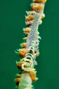 Whip coral shrimp in sea