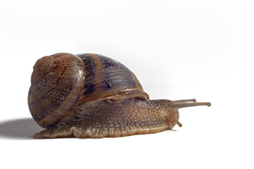 Close-up of a snail on white background