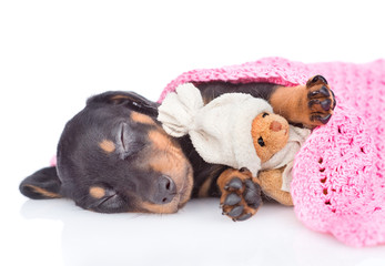 Sleeping dachshund puppy under blanket with toy bear.  isolated on white background